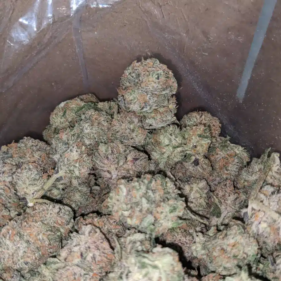 Chocolate Kush 1 1 I Chocolate Kush