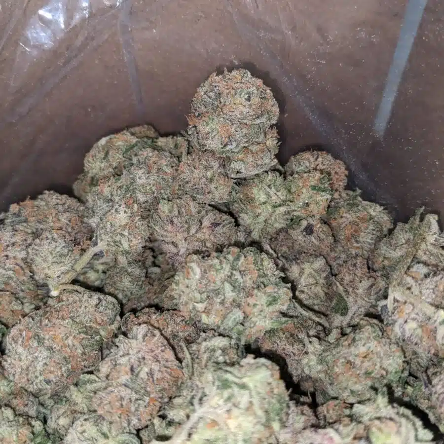 Chocolate Kush 3 1 I Chocolate Kush