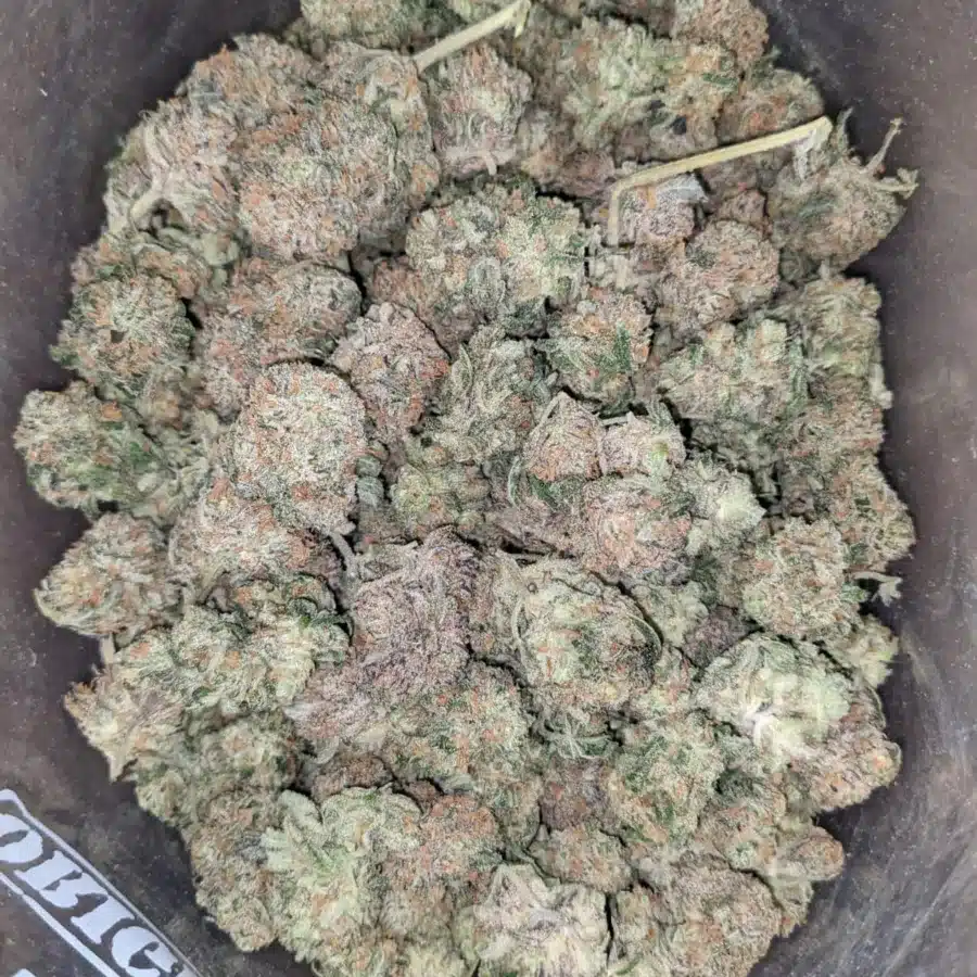 Chocolate Kush 4 I Chocolate Kush