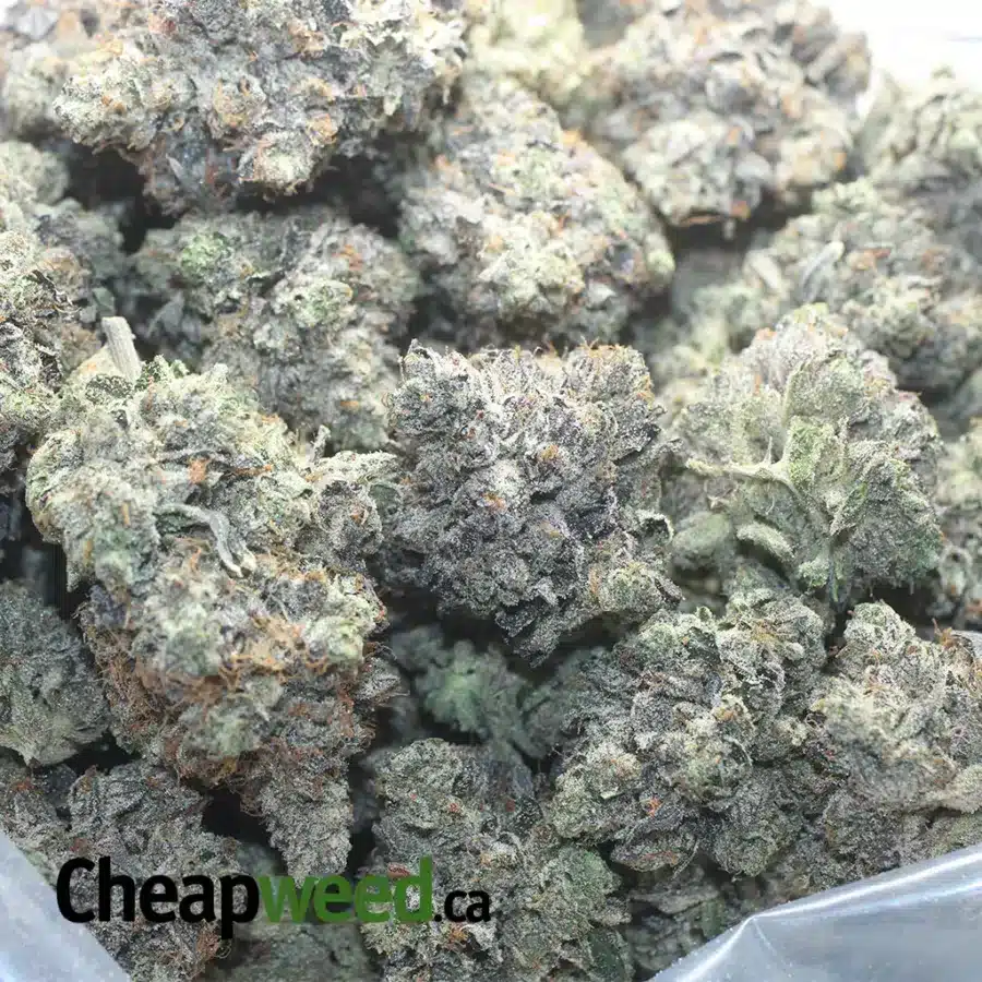 DEATH BUBBA AAAA 1 I Death Bubba AAAA