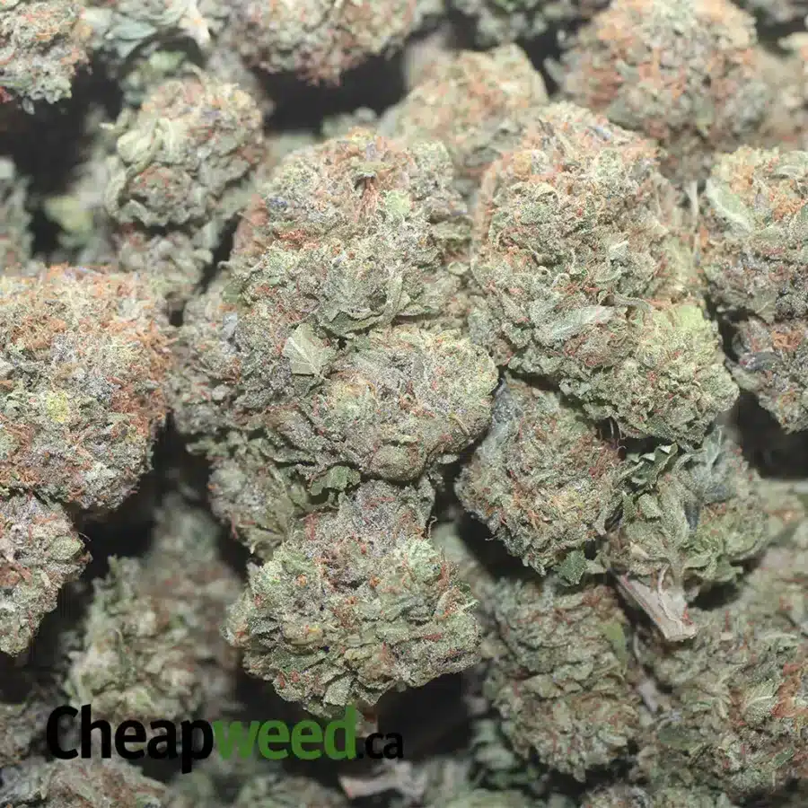 EL MURETTE 1 I $ 64 Oz - El Murette