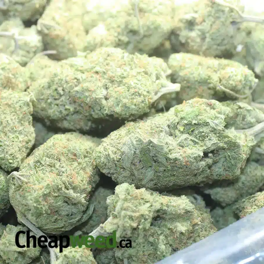 GIRL SCOUT COOKIES 1 I Girl Scout Cookies