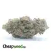 $ 44 Oz - Gorilla Glue