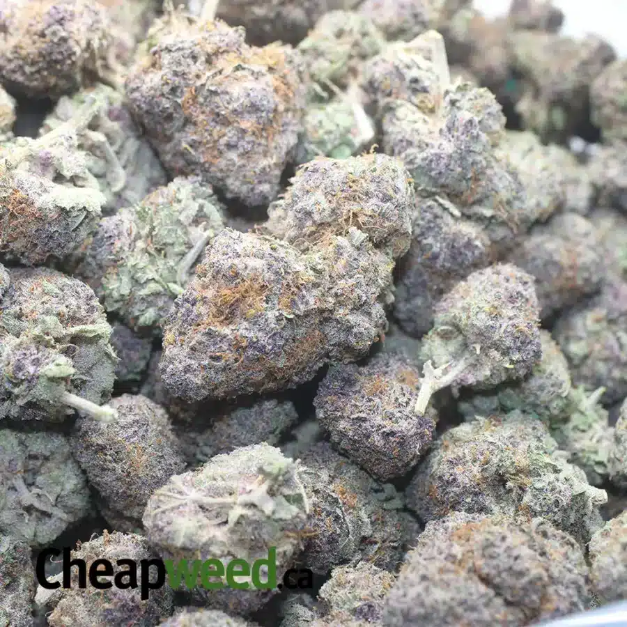 Buy Bulk Grape God Strain - Cheap Weed Pounds & Reviews
