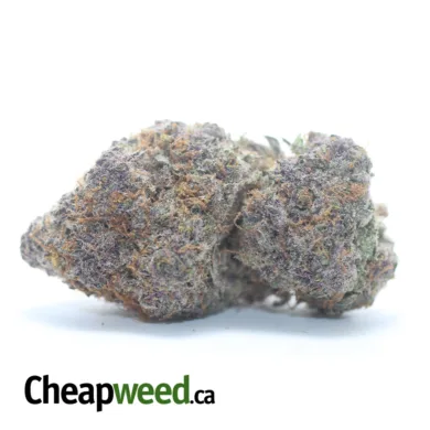 GRAPE GOD 2 I Legacy