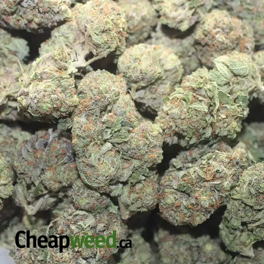 GREENFARMS DEATH BUBBA 1 I Greenfarm's Death Bubba