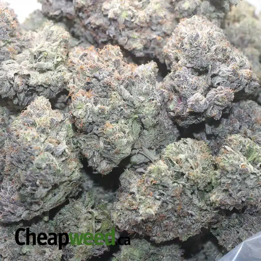 HINDU KUSH AAAA 1 I Hindu Kush AAAA