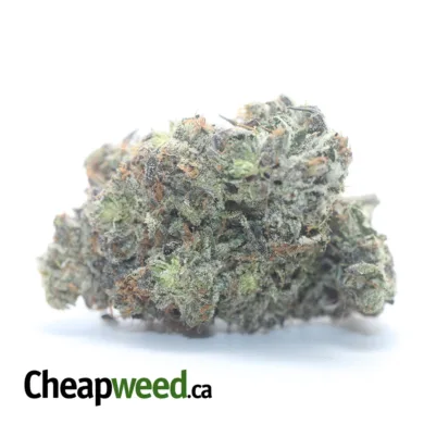 HINDU KUSH AAAA 2 I Legacy