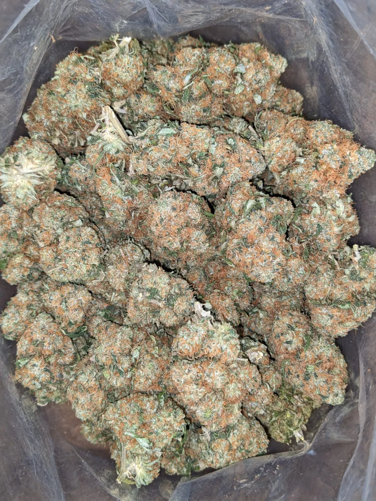 Hindu Kush - Image 5