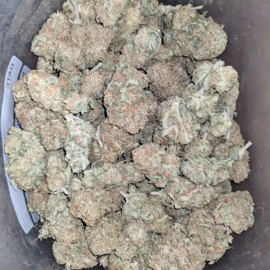 Jack Candy