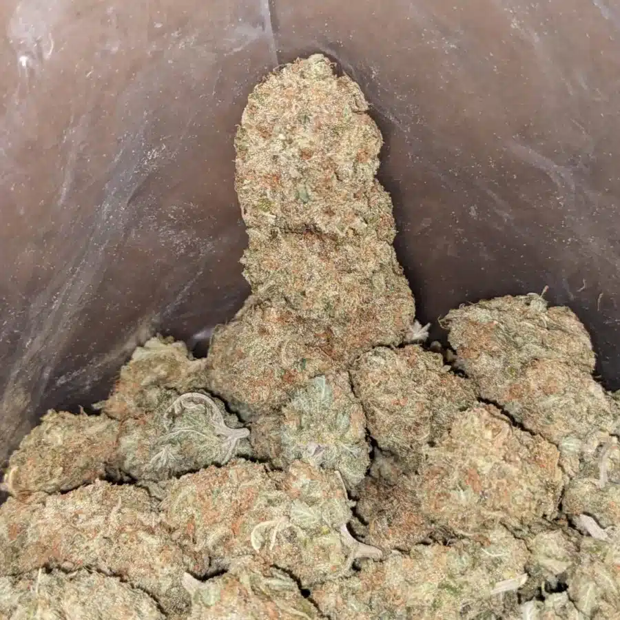 Alternative view of Jack Candy