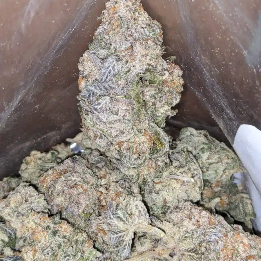 Jack Herer 3 1 I Jack Herer