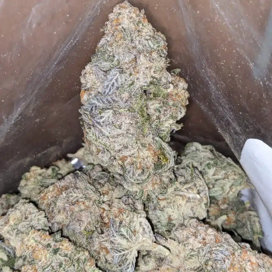 Alternative view of Jack Herer