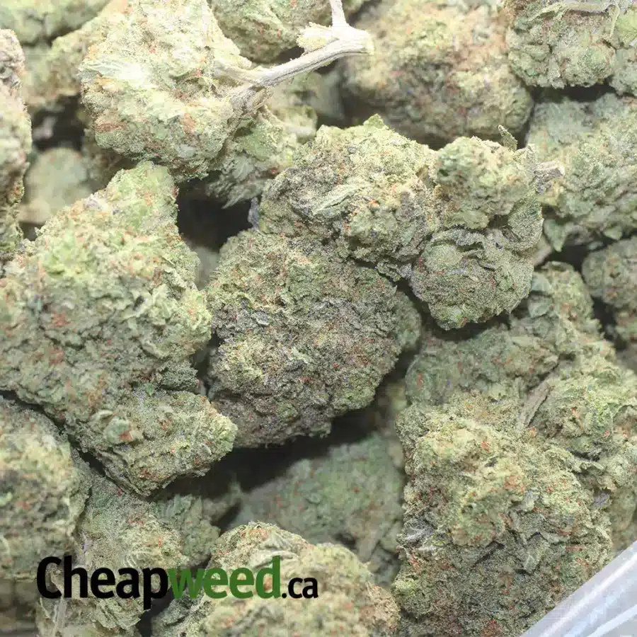 KUSH MINTS 1 I Kush Mints