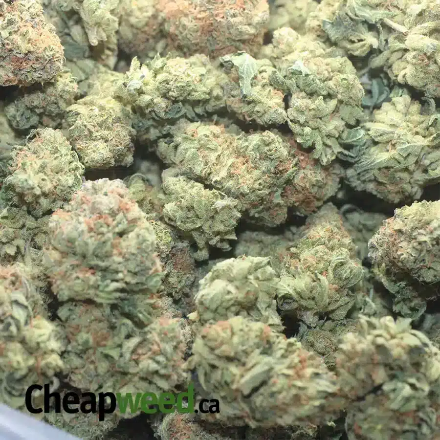 LEMON HAZE 1 I Lemon Haze