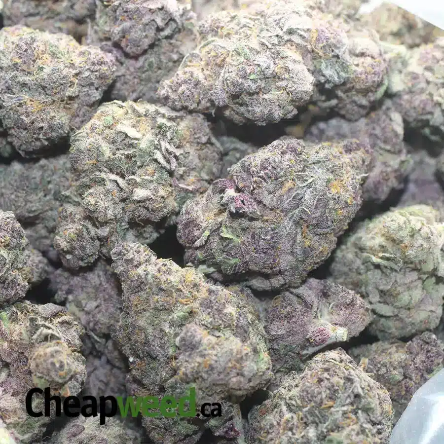 MENDOCHINO PURPLE 1 I Mendo Purple
