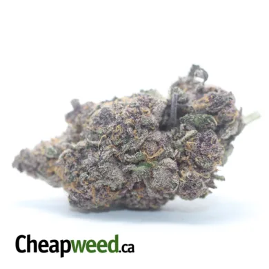 MENDOCHINO PURPLE 2 I Legacy