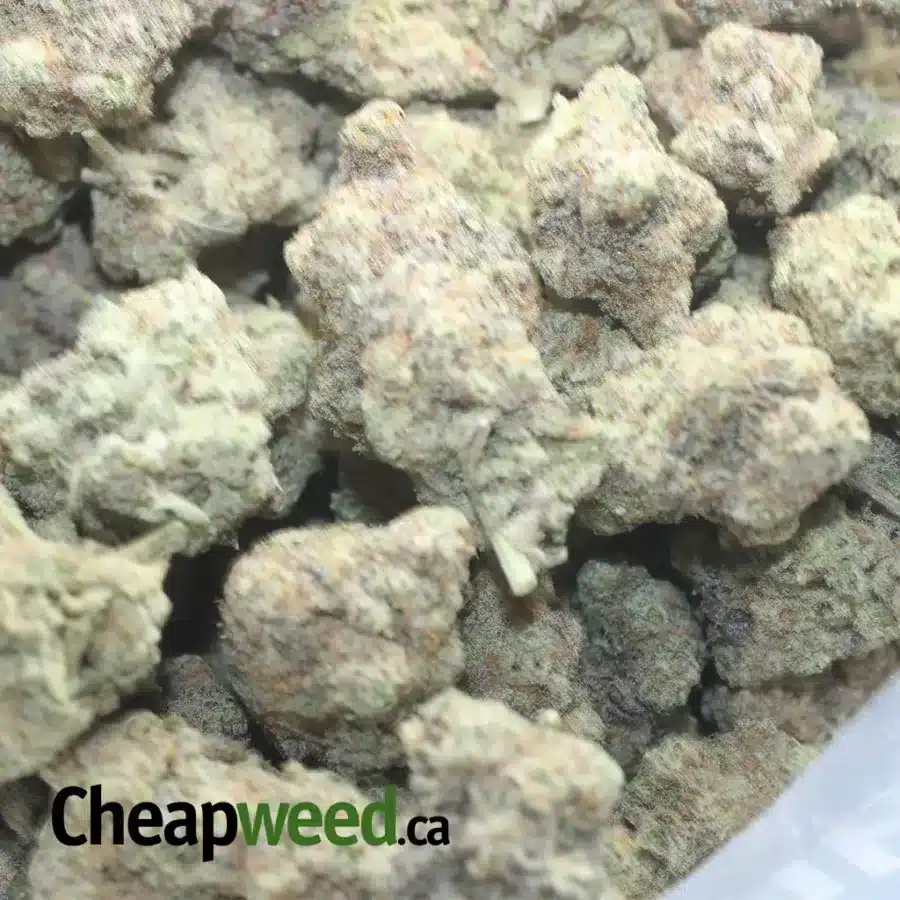MIRACLE ALIEN COOKIES 1 I Miracle Alien Cookies