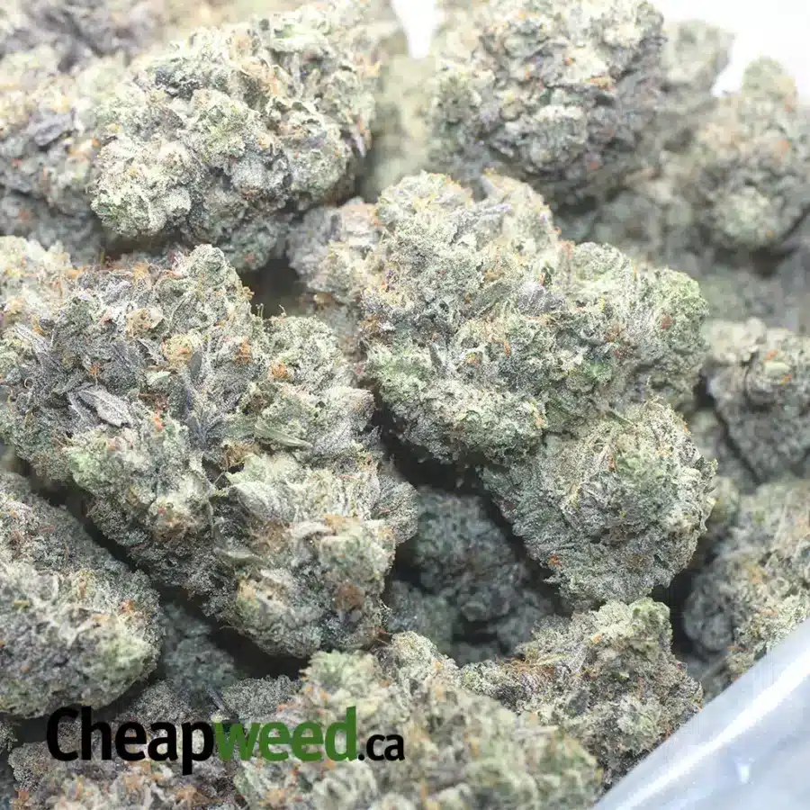 MK ULTRA AAAA 1 I MK Ultra