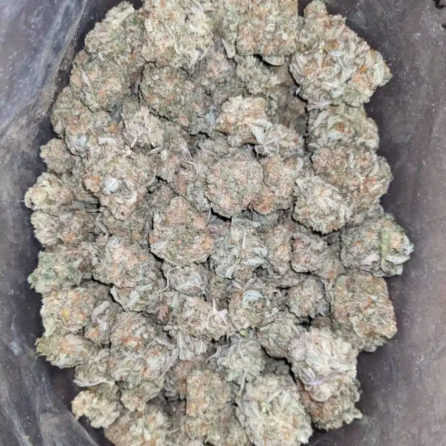 Miracle Alien Cookies 1 1 I Miracle Alien Cookies