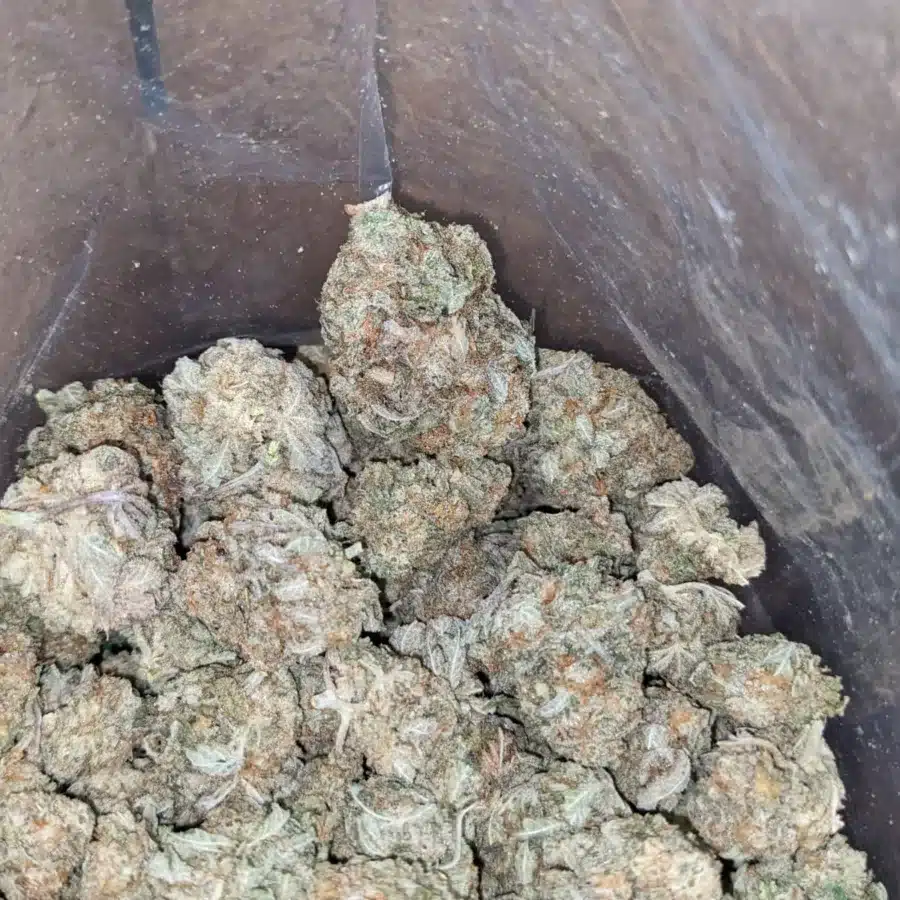 Miracle Alien Cookies 3 1 I Miracle Alien Cookies