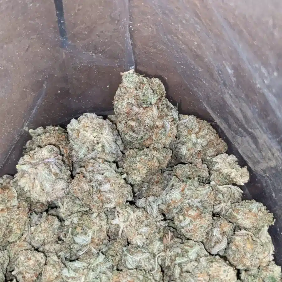 Miracle Alien Cookies 4 I Miracle Alien Cookies