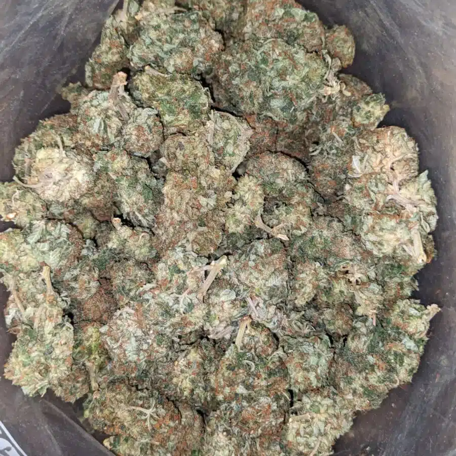 Northern Lights