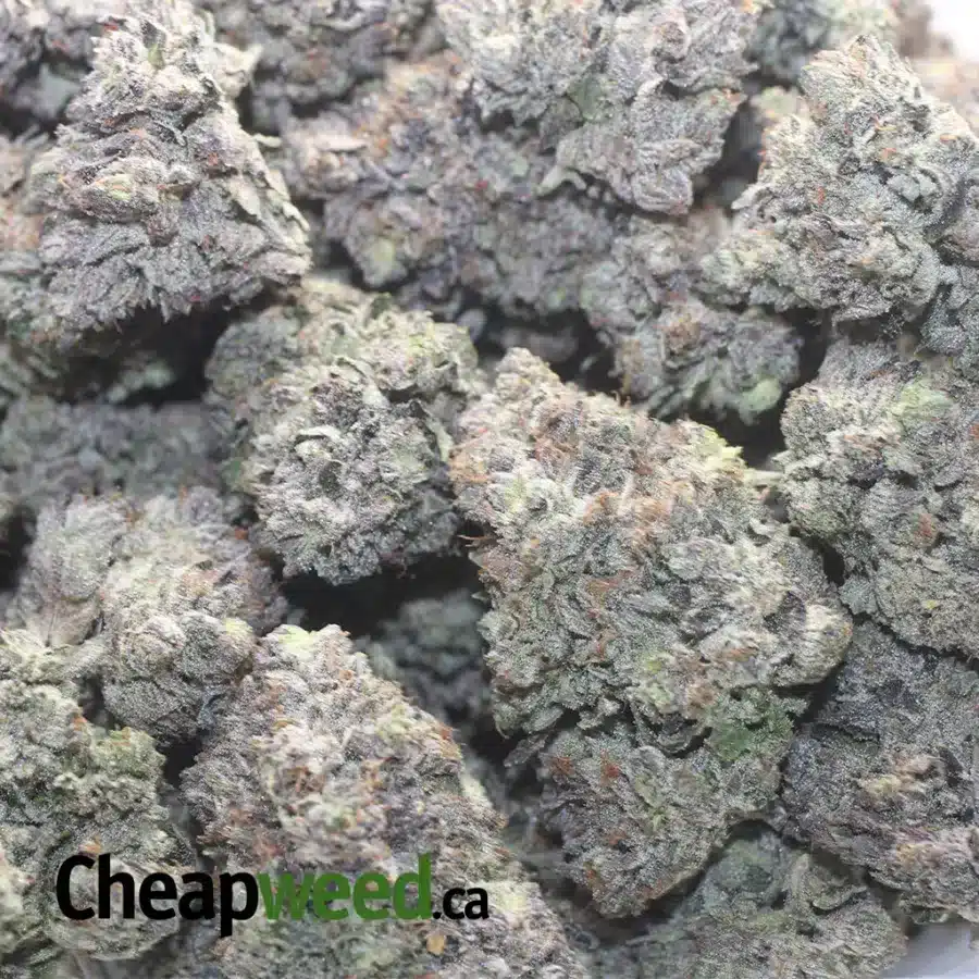 OBAMA KUSH AAAA 1 I Obama Kush AAAA