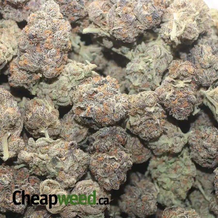 PEANUT BUTTER BREATH 1 I Peanut Butter Breath