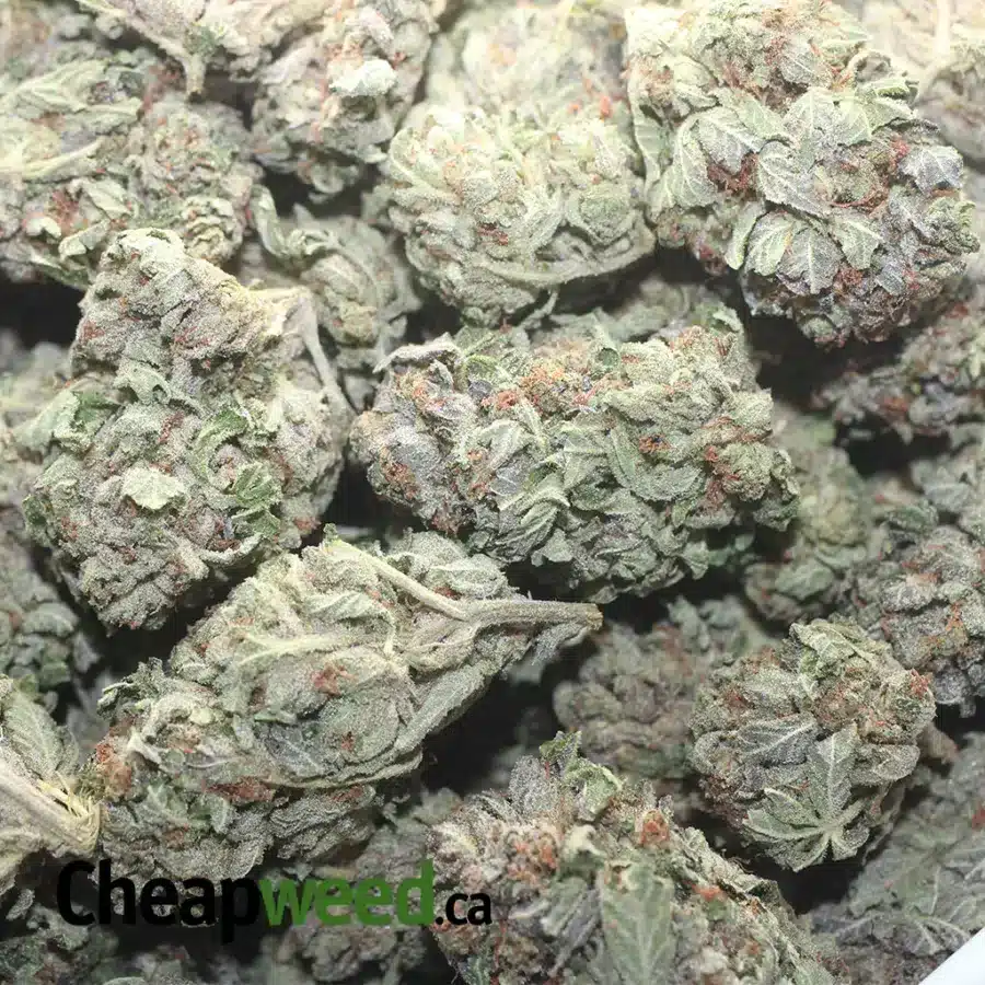 PINK KUSH DOD 1 I Pink Kush - *Deal Of The Day*