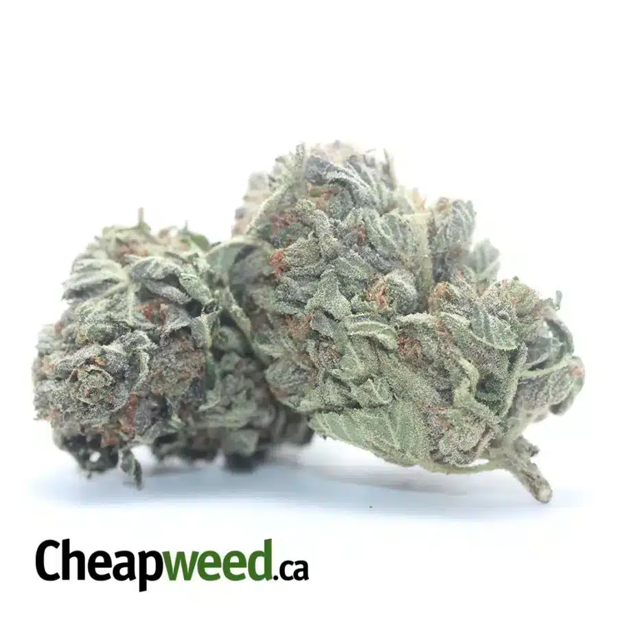 PINK KUSH DOD 3 I Pink Kush - *Deal Of The Day*