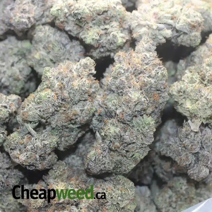 PINK ROCKSTAR AAAA 1 I Pink Rockstar AAAA