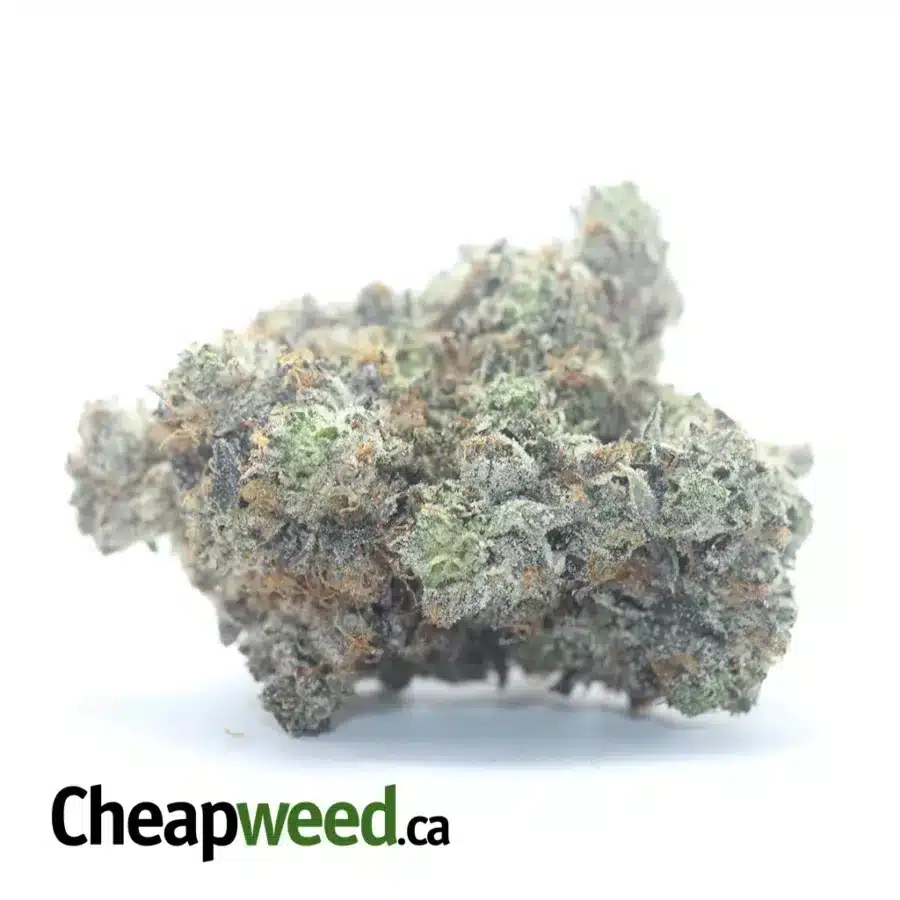 Pink Rockstar AAAA