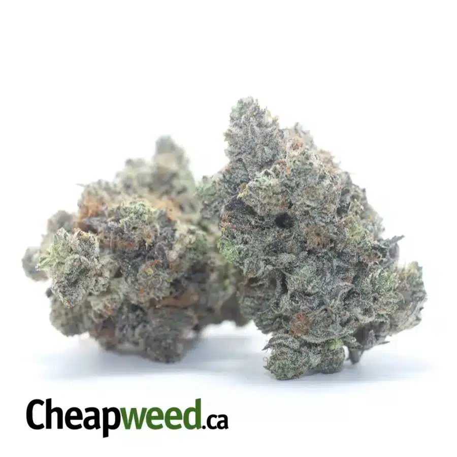 Alternative view of Pink Rockstar AAAA