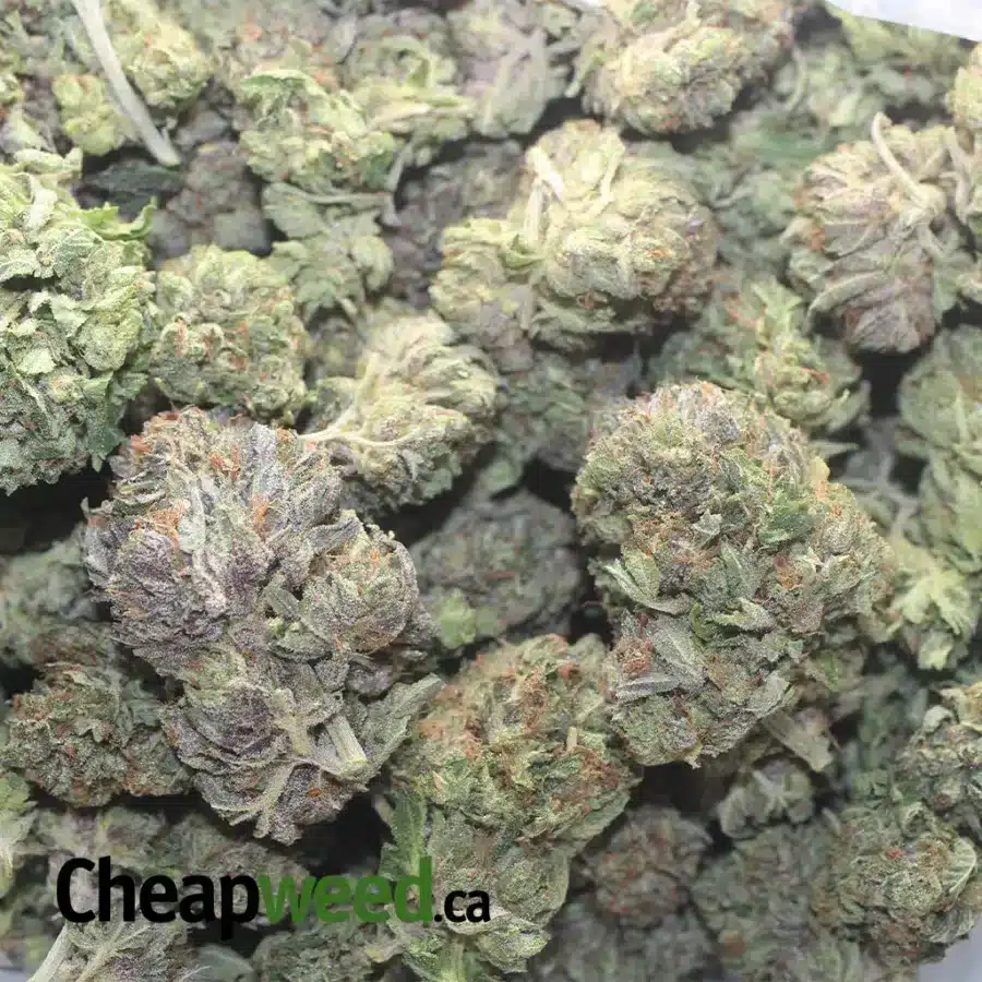 PURPLE AFGHANI KUSH 1 I Purple Afghani Bullrider