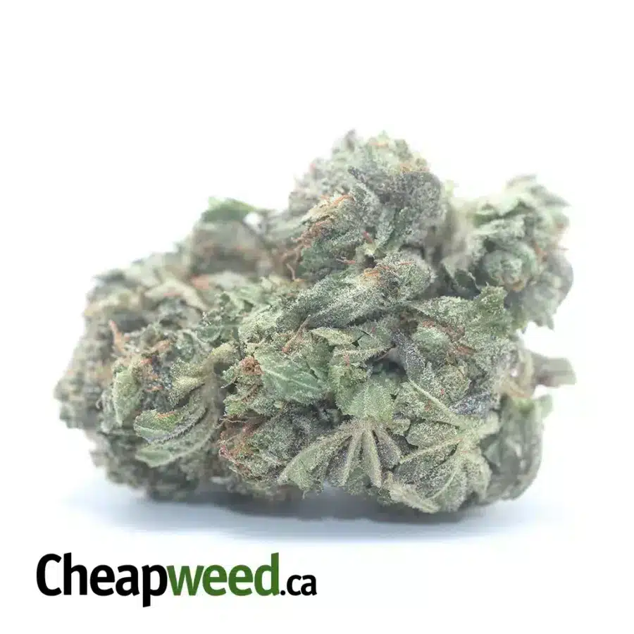 Purple Afghani Bullrider