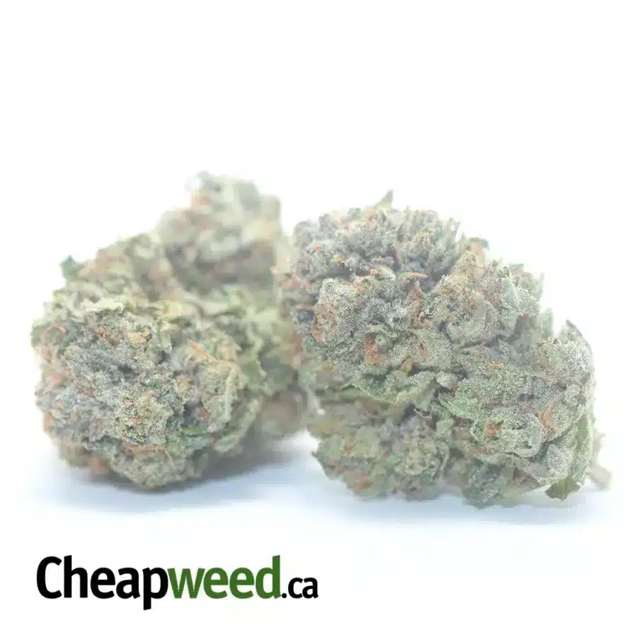 Alternative view of Purple Afghani Bullrider