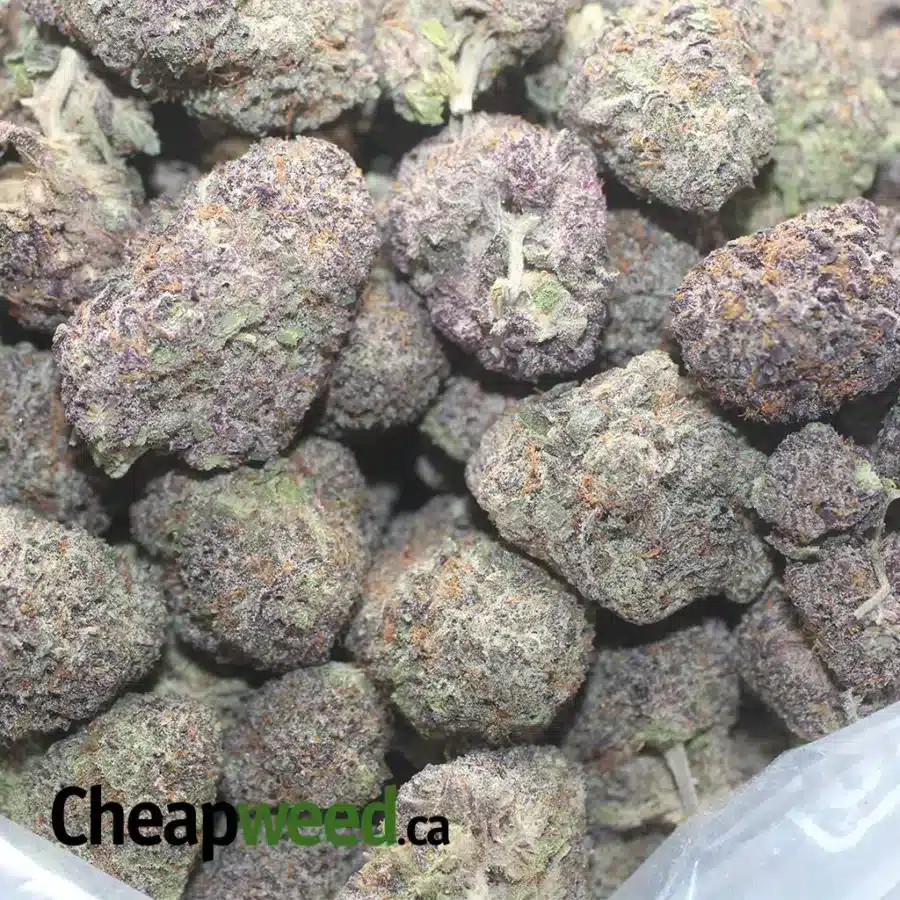 PURPLE GOD 1 I Purple God