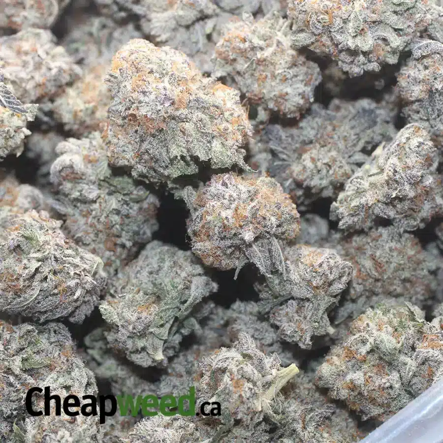 PURPLE PUNCH 1 I Purple Punch