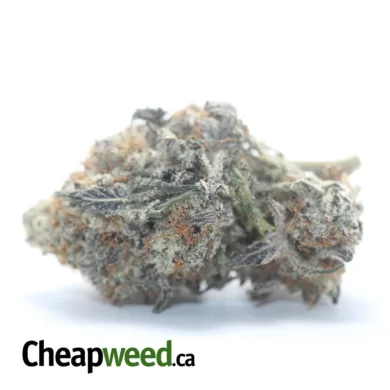 PURPLE PUNCH 2 I Legacy