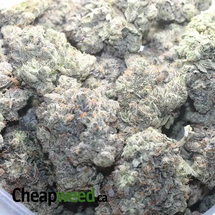 PURPLE ROCKSTAR 1 I Purple Rockstar