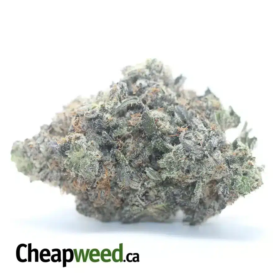 Purple Rockstar