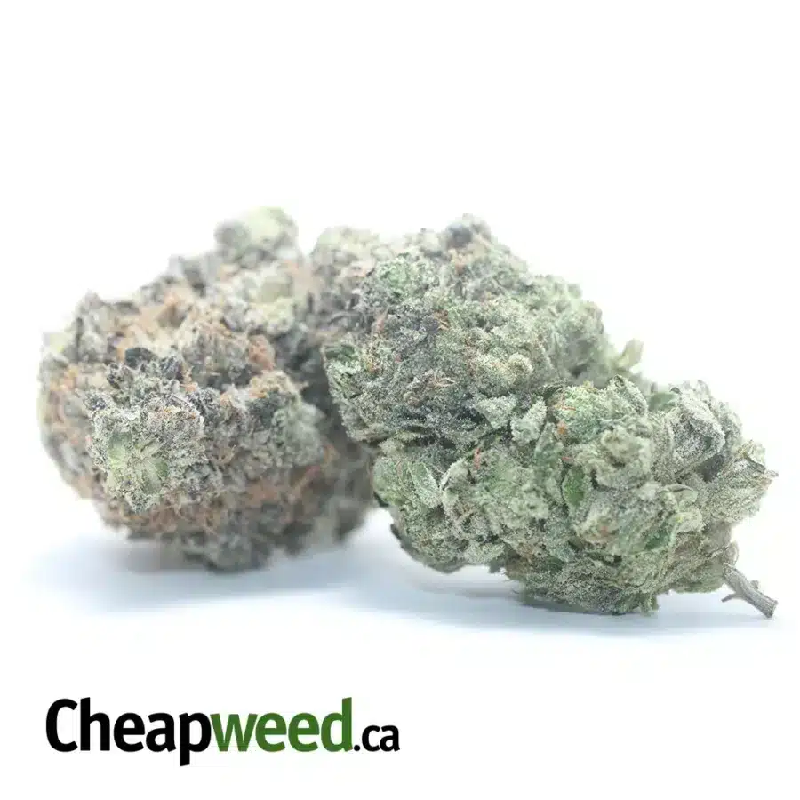 Alternative view of Purple Rockstar