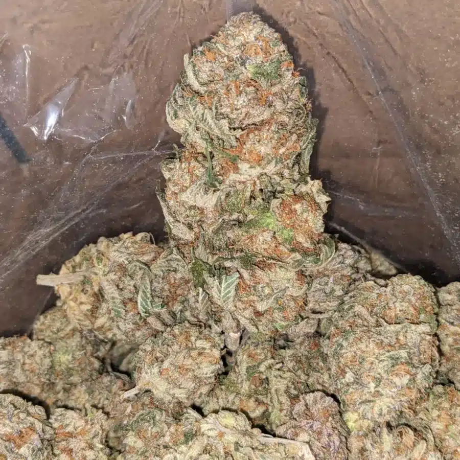 Peanut Butter Breath 1 1 I Peanut Butter Breath