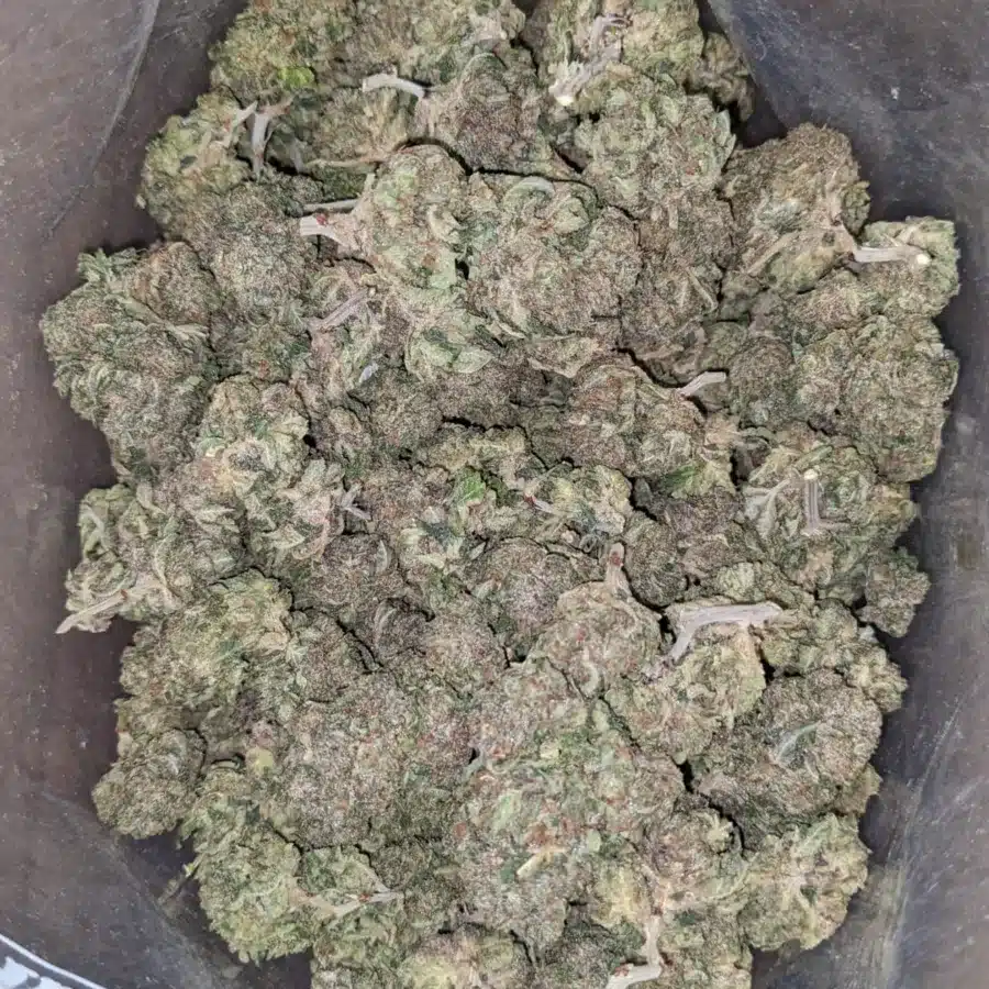 Pink Kush 1 I Pink Kush