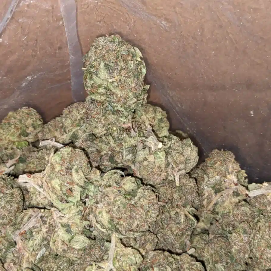 Alternative view of Pink Kush
