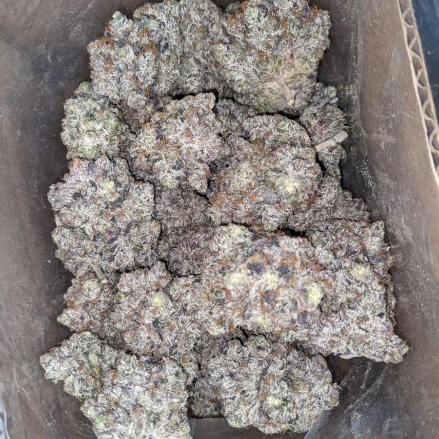 Alternative view of Purple Rockstar