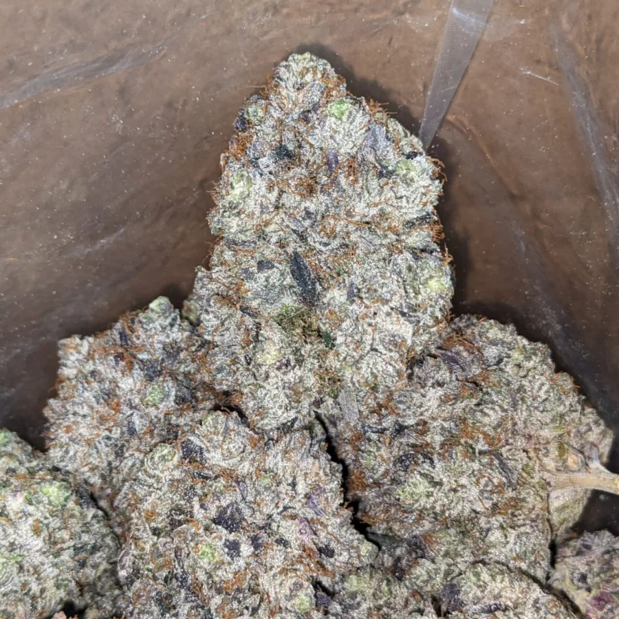 Purple Rockstar - Image 5