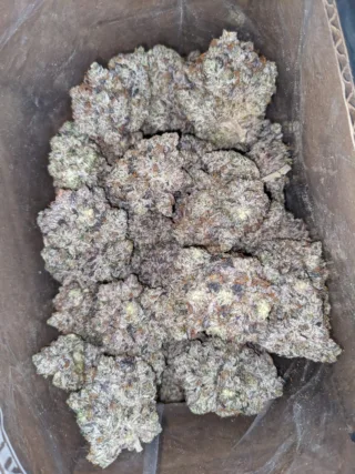 Purple Rockstar (4) Purple Rockstar 4 I Legacy