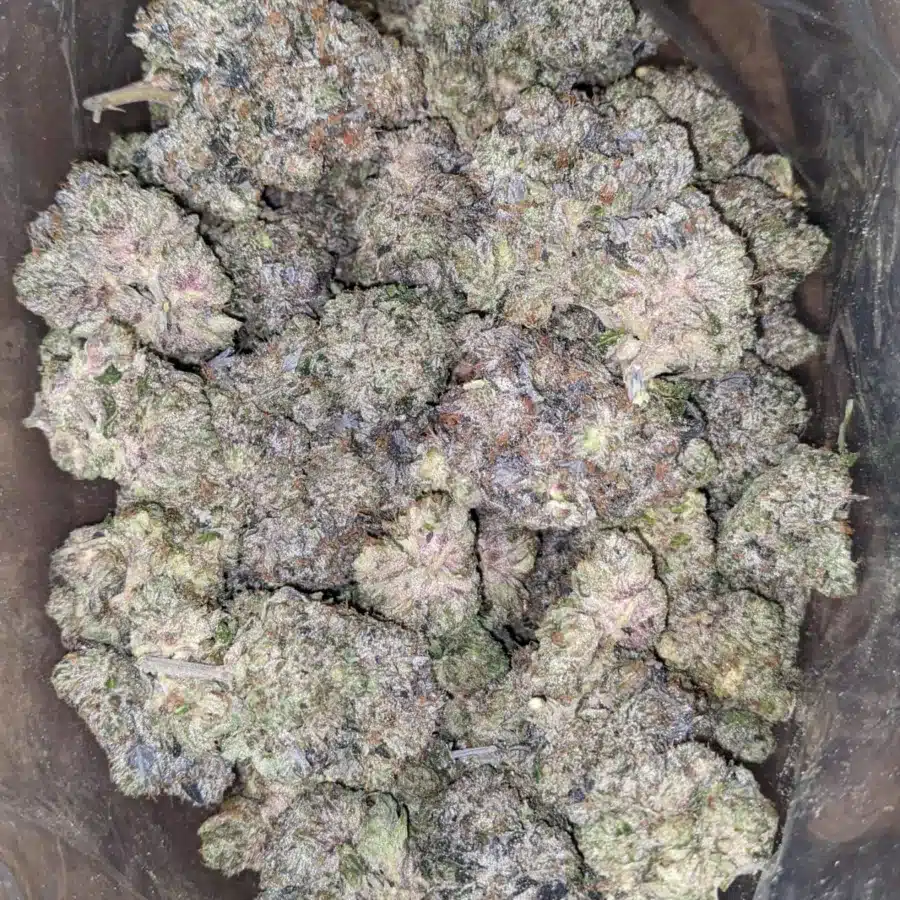 Alternative view of Pussy Pink